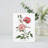  roze rozen botanische afdrukken briefkaart (Staand voorkant)