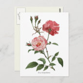  roze rozen botanische afdrukken briefkaart (Voorkant / Achterkant)