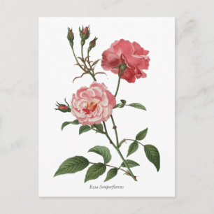  roze rozen botanische afdrukken briefkaart
