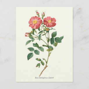  roze rozen botanische afdrukken briefkaart