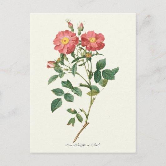  roze rozen botanische afdrukken briefkaart (Voorkant)