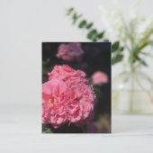 Roze rozen briefkaart (Staand voorkant)