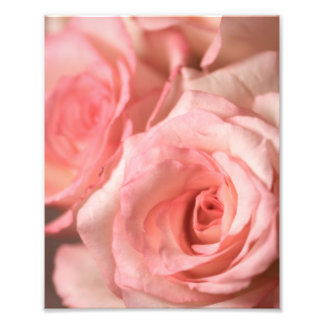 Roze rozen foto afdruk
