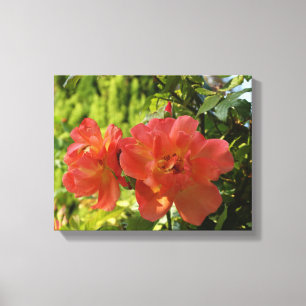Roze Rozen Fotografie Canvas Print