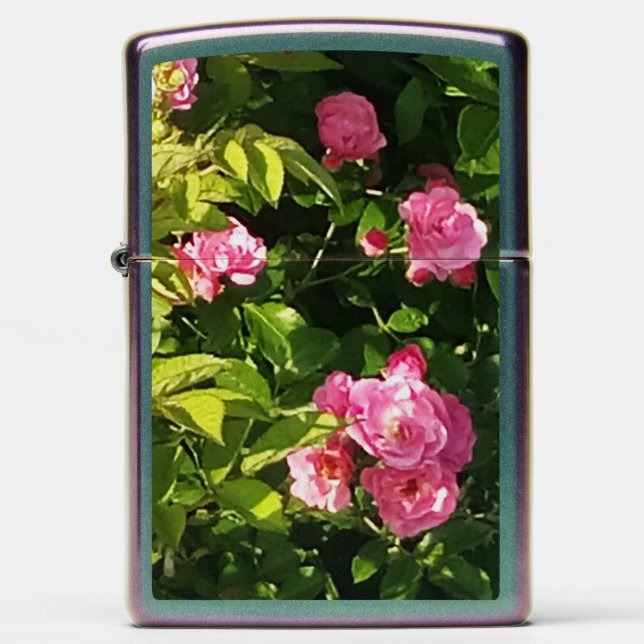Roze rozen in bloei (Front)