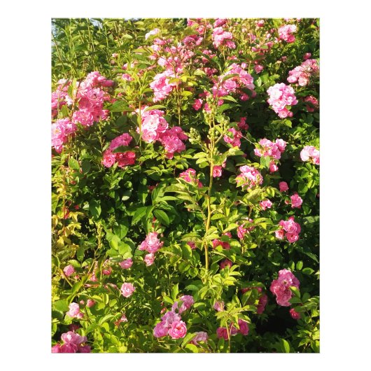 Roze rozen in bloei foto afdruk (Voorkant)