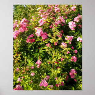 Roze rozen in bloei poster