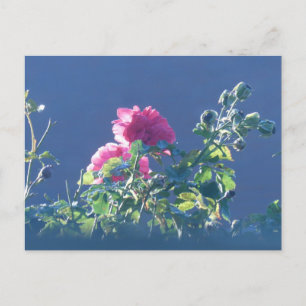 Roze rozen in de zon DIY-ansichtkaart Feestdagenkaart