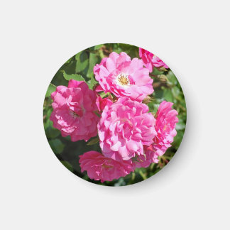 roze_rozen magneet