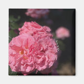 Roze rozen magneet (Voorkant)