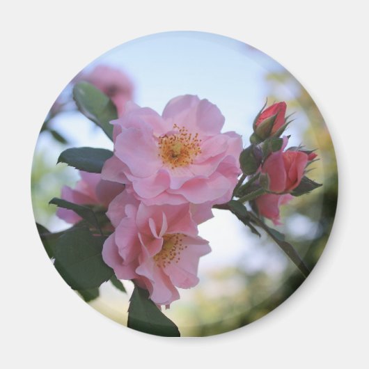 Roze rozen magneet (Voorkant)