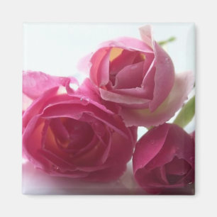 Roze rozen magneet