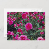 roze rozen op struik briefkaart (Voorkant / Achterkant)