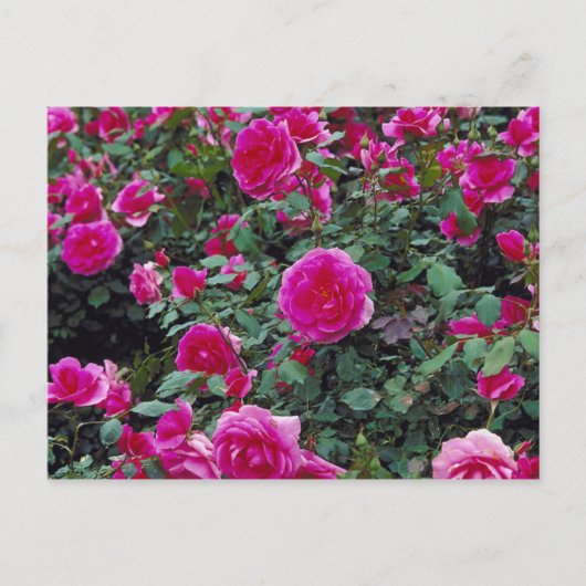 roze rozen op struik briefkaart (Voorkant)