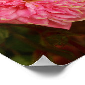 Roze rozen poster (Hoek)