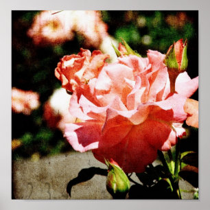 Roze rozen poster