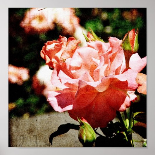 Roze rozen poster (Voorkant)