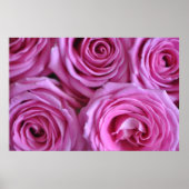 Roze rozen poster (Voorkant)