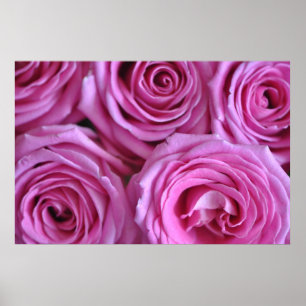 Roze rozen poster