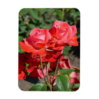 Roze rozen printmagneet magneet