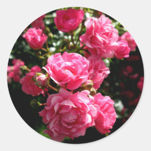 Roze rozen stickers