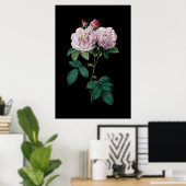 Roze rozen van Redoute zwarte achtergrond poster (Thuiskantoor)