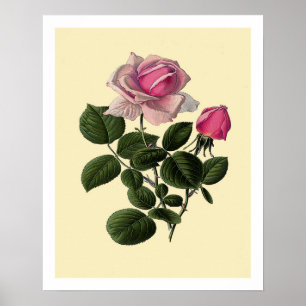 Roze Rozen van thee Poster