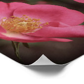 Roze Rozenblaadjes Abstract Poster (Hoek)