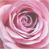 Roze rozenbloem in bloementuin sticker (Voorkant)