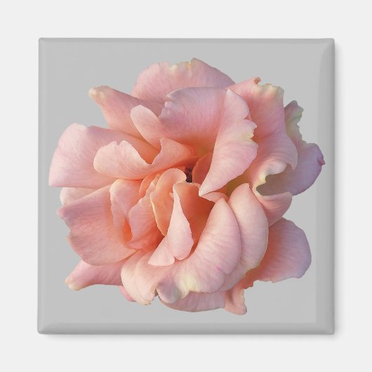 roze rozenbloem magneet (Voorkant)