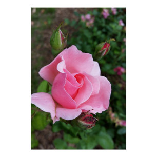 roze rozenbloem perfect poster