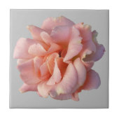 roze rozenbloem tegeltje (Voorkant)