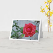 Roze rozenbloem tegen witte muur kaart (Gele Bloem)