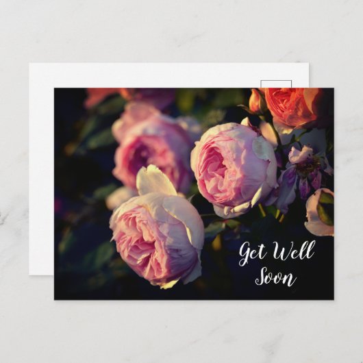 Roze rozenbloemen uit de tuin Beterschap Briefkaart (Voorkant / Achterkant)