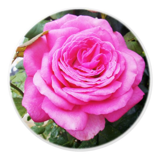 Roze rozenpassie, keramische knop (Voorkant)