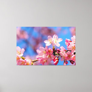 Roze Sakura Bloemen Aan Een Boom In De Lente Canvas Afdruk