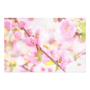 Roze sakura bloemen - Japanse kersenbloesem Foto Afdruk