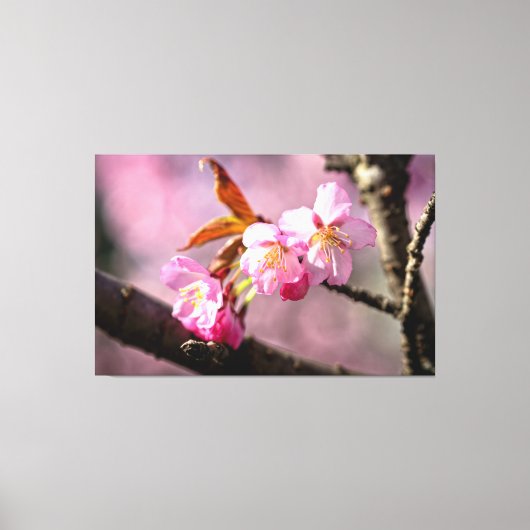 Roze Sakura-bloemen op een boom in Springtime Canvas Afdruk (Voorkant)