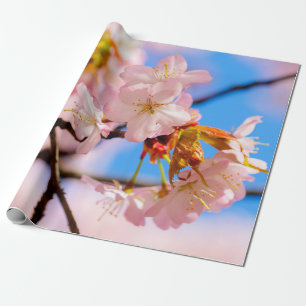 Roze Sakura-bloemen op een warme dag van de lente Cadeaupapier