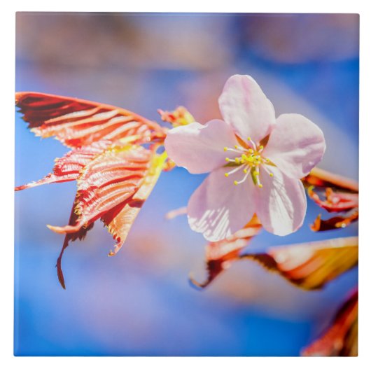 Roze Sakura Flower Blue Sky Tegeltje (Voorkant)