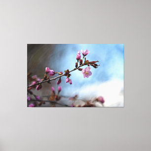Roze Sakura Flowers, Blue Sky, White Cloud Canvas Afdruk