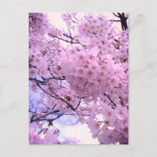 Roze Sakura Kersenbloesem Hoesje Briefkaart