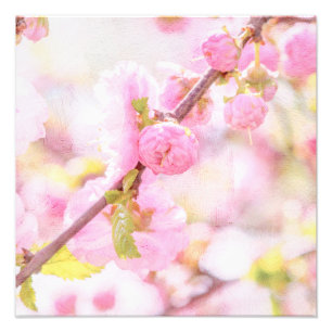 Roze sakurabloemen - Japanse kersenbloesem Foto Afdruk