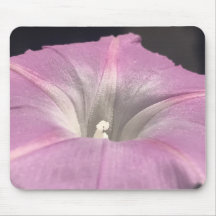 Roze Satijnen Dagbloem Close-up