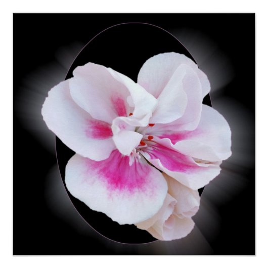 Roze schaduwen perfect poster (Voorkant)