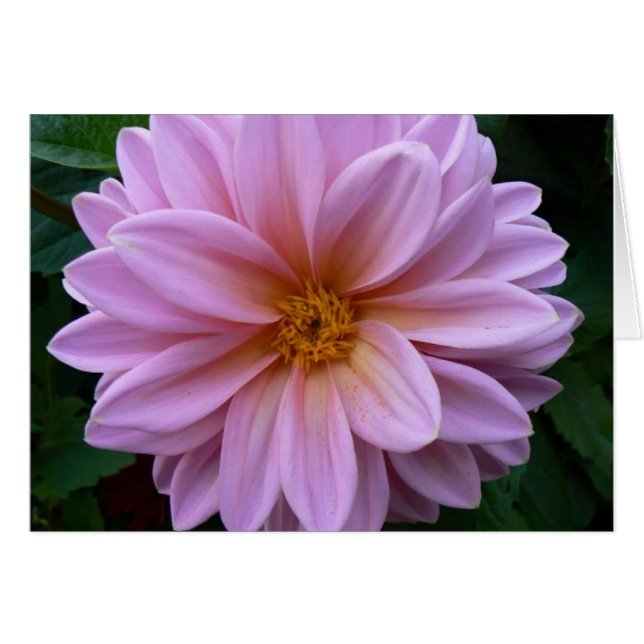 Roze schoonheid (Voorkant Horizontaal)