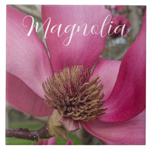 Roze schotel Magnolia Bloesem Bloemen Tegeltje