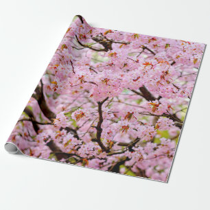 Roze schuim van Cherry Blossom over de Sakura-bome Cadeaupapier