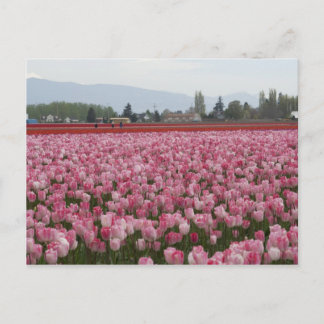Roze Skagit Valley Tulpen Briefkaart