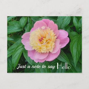 Roze Sorbet Pioen Hi Hallo Uitdrukking Briefkaart